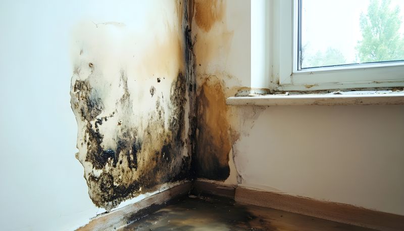 Attic Mold Remediation in West Palm Beach, FL