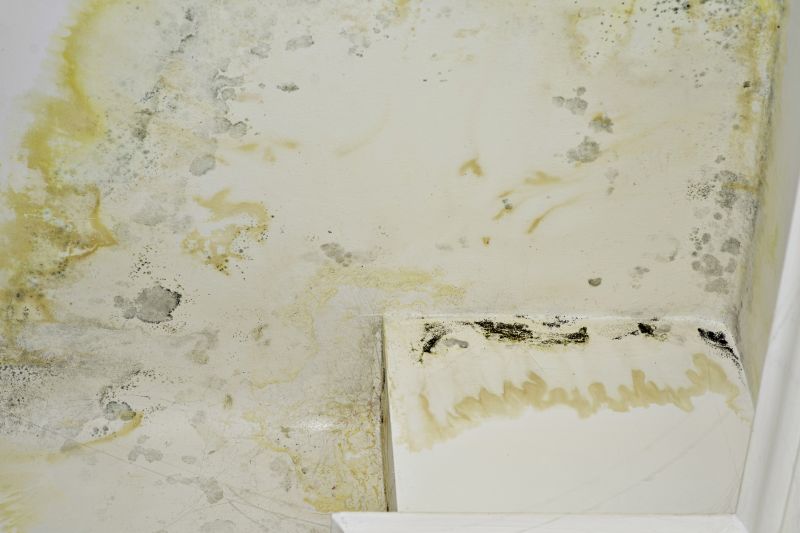 Attic Mold Remediation in Essex County, NJ