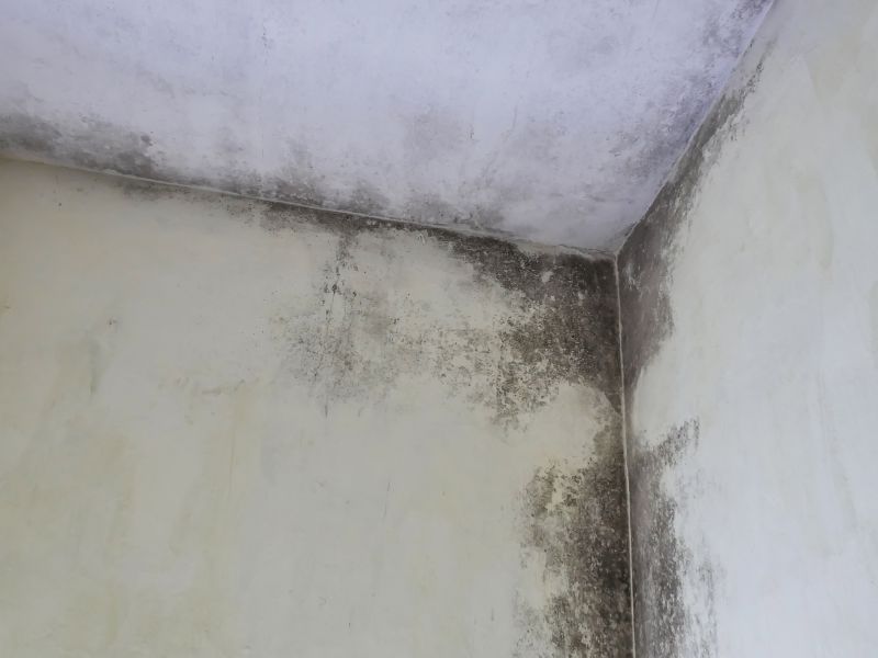 Attic Mold Removal in Jupiter, FL