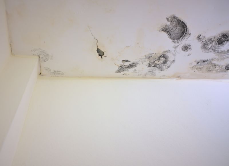 Attic Mold Removal in Frisco, TX