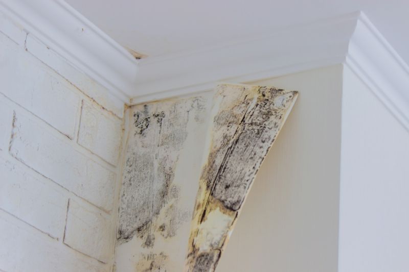 Basement Mold Removal in Jupiter, FL