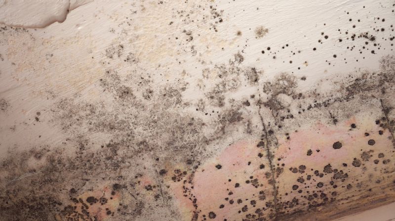 Ceiling Mold Removal in Broward County, FL