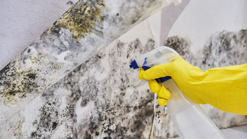 Mold Abatement in Delray Beach, FL