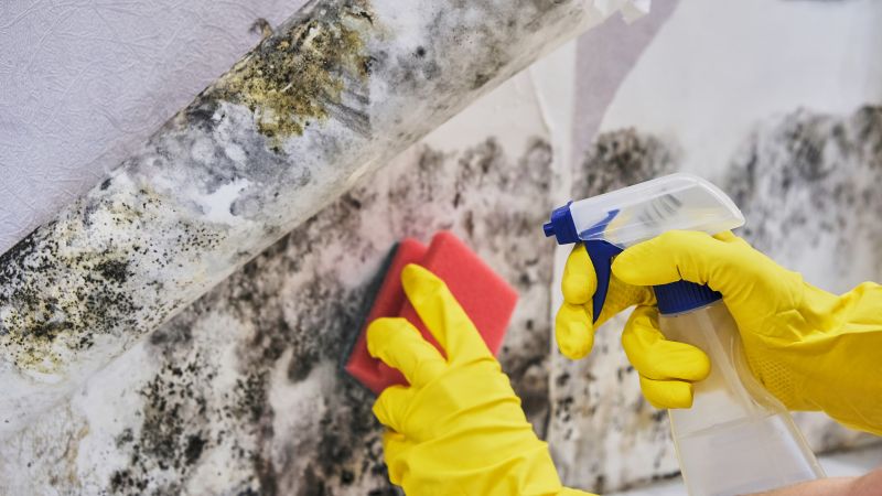Mold Control in Denton, TX