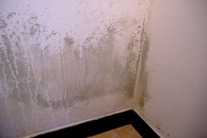 Mold Removal in Bergen County, NJ