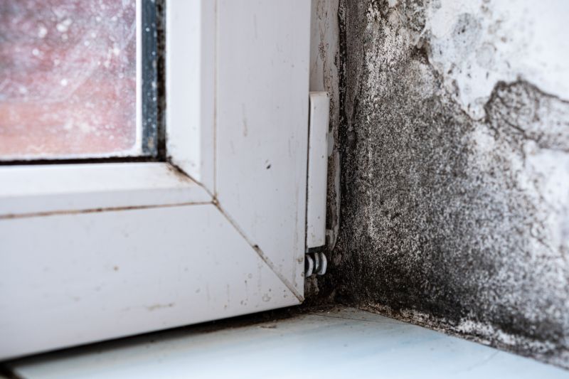 Mold Removal in West Palm Beach, FL