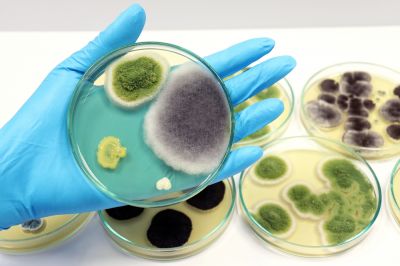 Determine Types of Mold