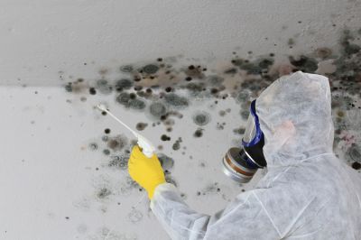 Get Mold Removed
