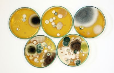 Get Mold Specimens Handled Properly