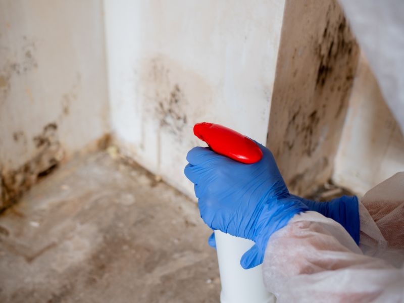 Mold Abatement Service in Frisco, TX
