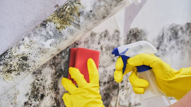 Mold Cleanup Service in Essex County, NJ